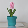 Bloem Saturn 8.5 in. H X 10 in. D Plastic Planter Bermuda Teal