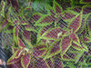 Dewitt BPN1445 14' X 45' Bird & Pond Netting - Open Box