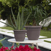 Bloem Ariana 5.25 in. H X 6.5 in. W X 6 in. D Plastic Traditional Planter Peppercorn