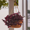 Bloem 6.8 in. H X 12.4 in. D Resin Dura Cotta Hanging Basket Terracotta Clay