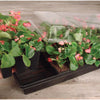 Jiffy T72hst-14 21.5 X 11 X 2.75 Seed Starter Greenhouse 72 Cells
