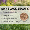 Jonathan Green Black Beauty Golden State Mixed Sun or Shade Grass Seed 3 lb