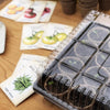 Plantation Products Planting Tray 1 pk (Pack of 50)