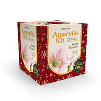 Degroot Gift Box Bulb Kit (Pack of 12)