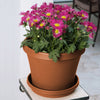 Bloem TerraPot 10.7 in. H X 12 in. D Resin Planter Terracotta Clay