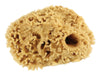 Armaly ProPlus 5 in. L Beige Natural Sponge Faux/Artist Natural Sea Sponge