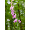 Panacea 28 in. H X 1.5 in. W X 0.5 in. D Green Metal Plant Stake