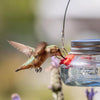 Nature's Way Hummingbird 6 oz Glass Mason Jar Bird Feeder 4 ports (Pack of 9)