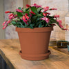 Bloem TerraTray 2 in. H X 12 in. D Resin Plant Saucer Terracotta Clay