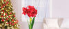 Degroot Gift Box Bulb Kit (Pack of 12)