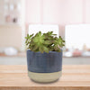 Trendspot Shore 6 in. D Ceramic Planter Blue (Pack of 2)