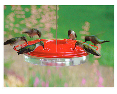 Audubon Hummingbird 12 oz Plastic Hummingbird Bird Feeder 6 ports