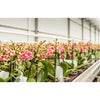 Feit Grow Fixtures LED Hydroponic Grow Light 19 W