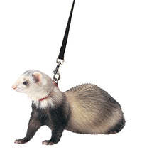 Marshall Ferret Harness And Lead