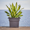 Bloem Veranda 11.25 in. H X 14 in. W X 13.98 in. D Plastic Planter Box Black