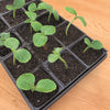 Ferry-Morse 18 Cells 11 in. W X 22 in. L Seed Starting Kit (Pack of 6)