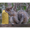 C&S Products Squirrelog Wildlife Corn Squirrel and Critter Food 32 oz