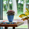 Bloem Dayton 5.75 in. H X 6 in. W X 6 in. D X 6 in. D Plastic Planter Ocean Blue - Deal of The Week