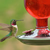 Perky-Pet Hummingbird 16 oz. Glass Nectar Feeder 4 ports (Pack of 2)