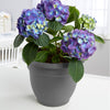 Bloem Llc Ap06908 6.5 Charcoal Ariana Self Watering Planter