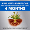 Roundup Dual Action Weed and Grass Killer Concentrate 32 oz (Pack of 6)