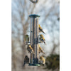 AUDUBON 8PORT THSTL FEDR - Deal of The Week