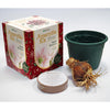 Degroot Gift Box Bulb Kit (Pack of 12)