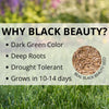 Jonathan Green Black Beauty Original Tall Fescue Blend Tall Fescue Grass Sun or Shade Grass Seed 15 lb