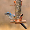 Perky-Pet Wild Bird and Finch 1.8 lb Copper 2-in-1 Bird Feeder 4 ports (Pack of 2)
