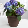 Bloem Terrapot Chocolate Resin UV-Resistant Bell Ariana Planter 6.5 H x 6 Dia. in. - Deal of The Week