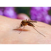 Summit Chemical Mosquito Barrier Liquid Insecticide 32 oz. (Pack of 6)