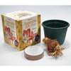 Degroot Gift Box Bulb Kit (Pack of 12)