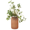 Modern Sprout Parsley Grow Kit 1 pk (Pack of 6)