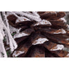 Celebrations Home 30 in. D LED Prelit Multicolored Snowy Scotch Pine Wreath (Pack of 4)