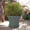 Bloem Terra 2.75 in. H X 14.75 in. W X 12.75 in. D Plastic Traditional Plant Saucer Green