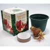 Degroot Gift Box Bulb Kit (Pack of 12)