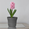 Bloem Saturn 12.75 in. H X 14.5 in. W Plastic Traditional Planter Charcoal