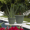 Bloem Ariana 5.25 in. H X 6.5 in. W X 6 in. D Plastic Traditional Planter Living Green