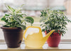 Bloem Yellow 1.5 L Resin Watering Can
