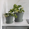 Bloem Terra 0.75 in. H X 3.75 in. W X 3.25 in. D Plastic Traditional Plant Saucer Basil