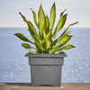 Bloem Veranda 14.3 in. H X 18 in. W X 18 in. D Plastic Planter Box Charcoal