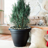 Bloem Lucca Black Resin UV-Resistant Round Self-Watering Planter 7 H x 9 Dia. in.