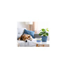 Nature's Air Sponge No Scent Odor Absorber 1 lb Gel