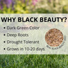 Jonathan Green Black Beauty Delmarva Mixed Sun or Shade Grass Seed 7 lb (Pack of 7)