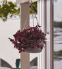 Bloem Dura Cotta 6.8 in. H X 12.5 in. W X 12.4 in. D Resin Hanging Basket Terracotta Clay - Deal of The Week