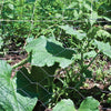 Garden Craft 48 in. H X 50 ft. L Galvanized Steel Poultry Netting 2 in.