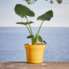 Bloem 5 in. Dia. Polyresin Saturn Planter Yellow