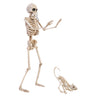 Fun World 14 in. Skeleton Walker Asst Halloween Decor (Pack of 12)