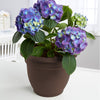 Bloem Terrapot Chocolate Resin UV-Resistant Bell Ariana Planter 6.5 H x 6 Dia. in.