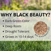 Jonathan Green Black Beauty Keystone All Grasses Sun or Shade Grass Seed 7 lb